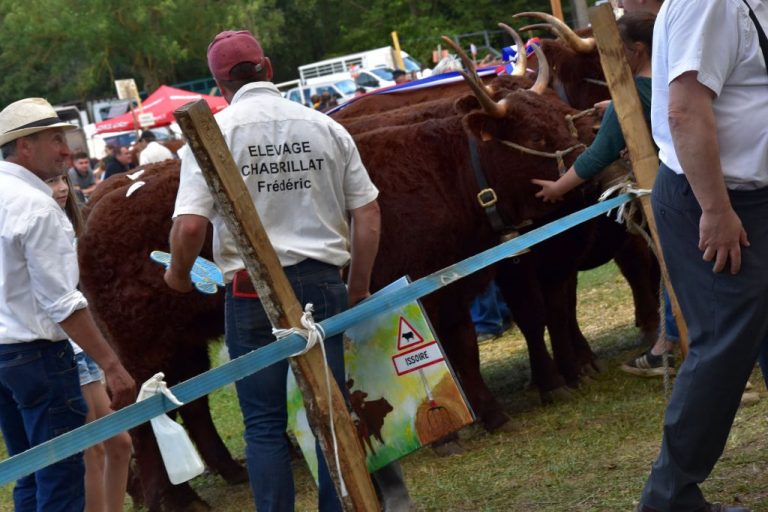 1er concours interdepartemental de la vache salers-Issoire-Aout 2021 (5)
